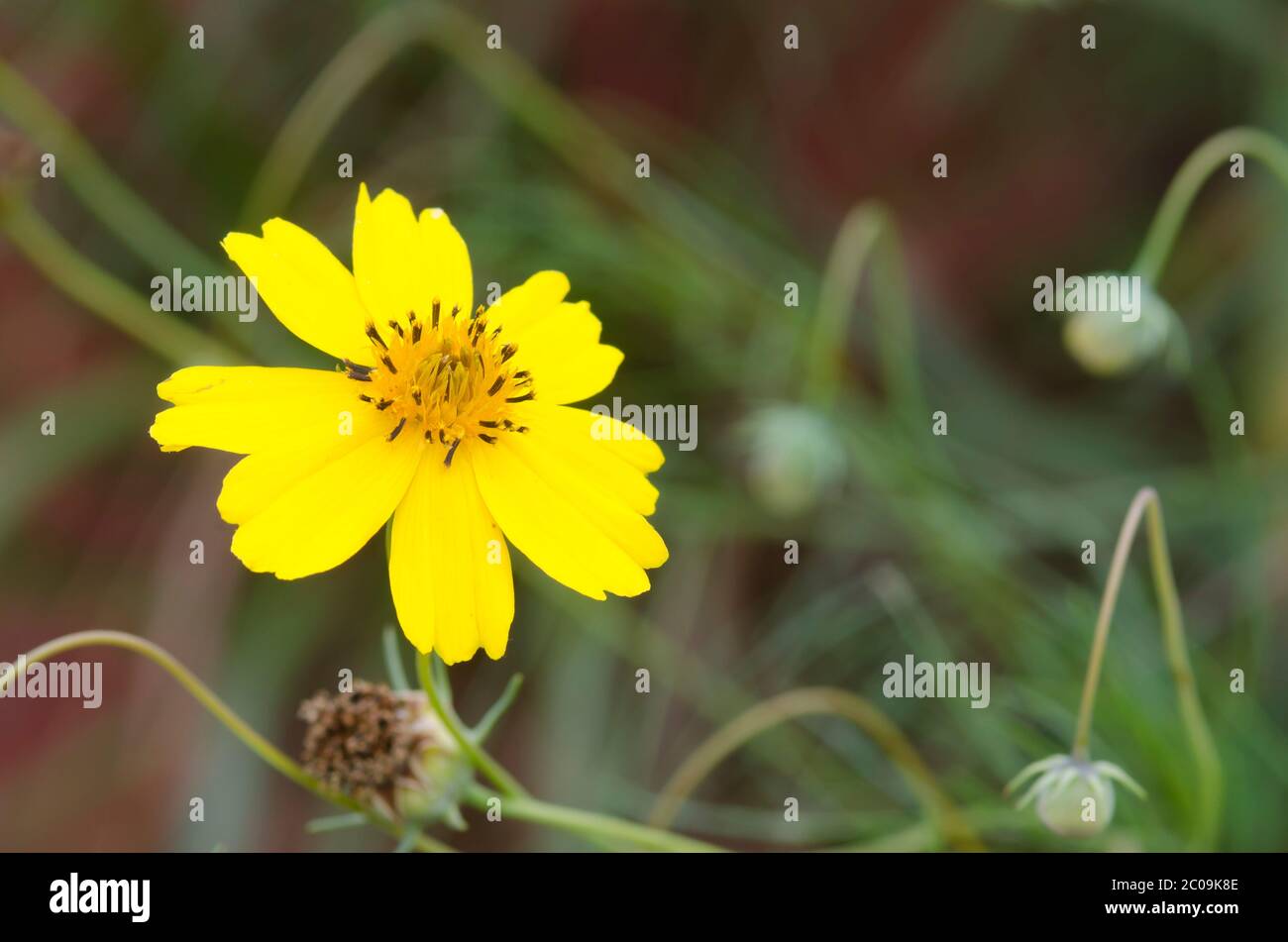 Steife Greenthread, Thelesperma filifolium Stockfoto