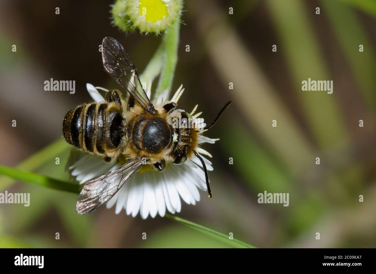 Blattschneider Biene, Megachile sp., Futter auf Flöhaban, Erigeron sp. Stockfoto