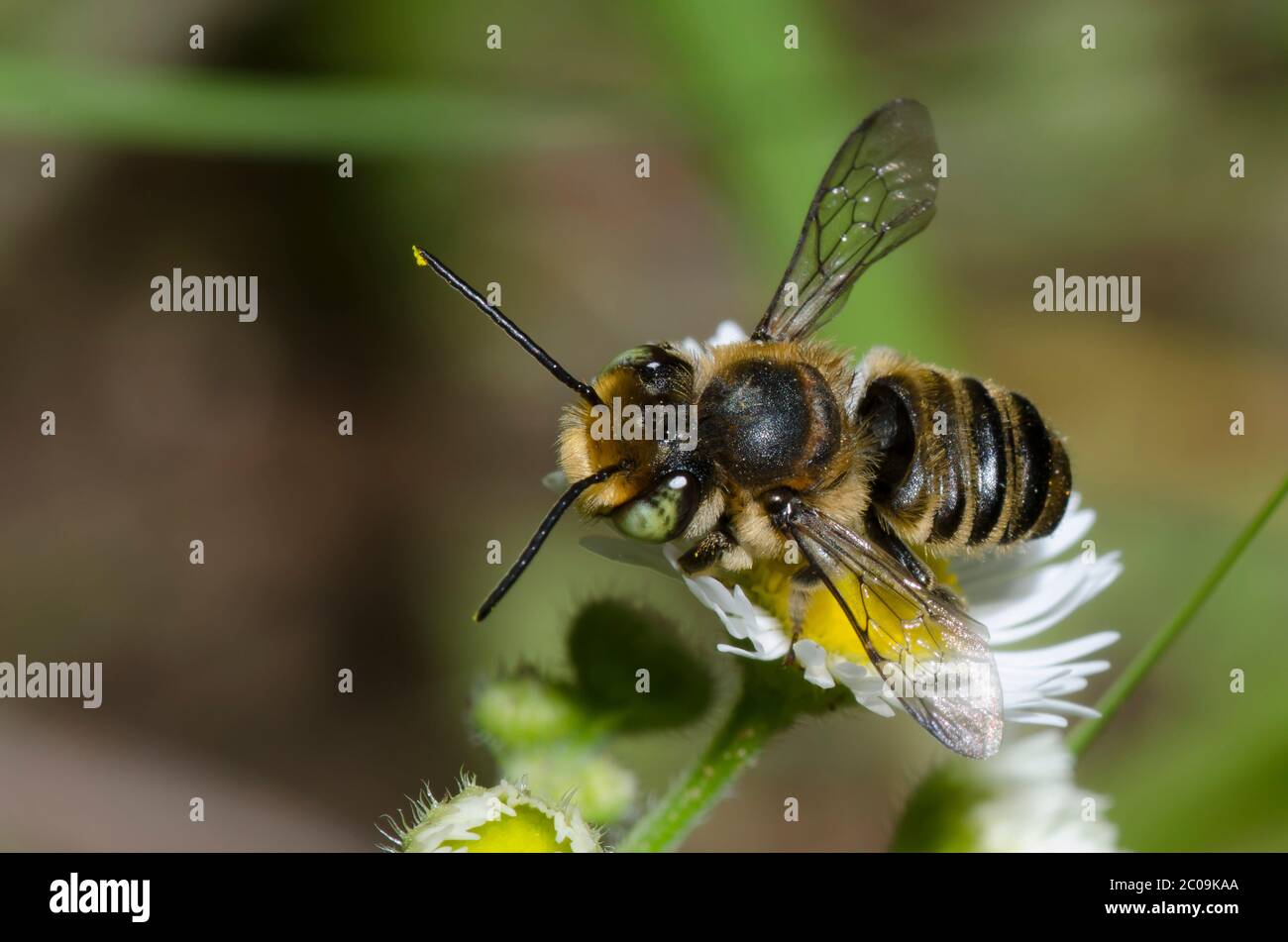 Blattschneider Biene, Megachile sp., Futter auf Flöhaban, Erigeron sp. Stockfoto
