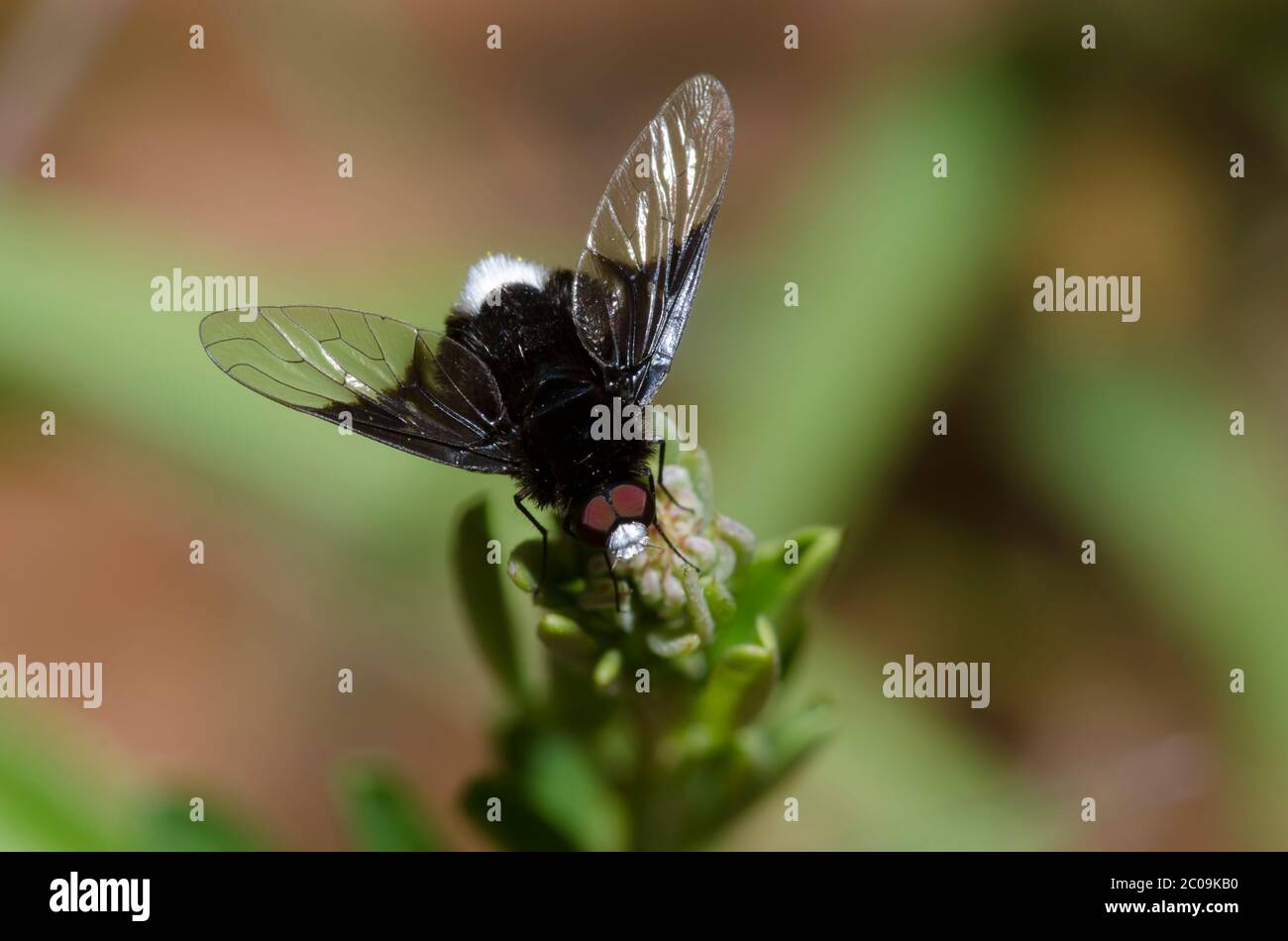 Bienenfliege, Ogcodocera leucoprocta, männlich Stockfoto