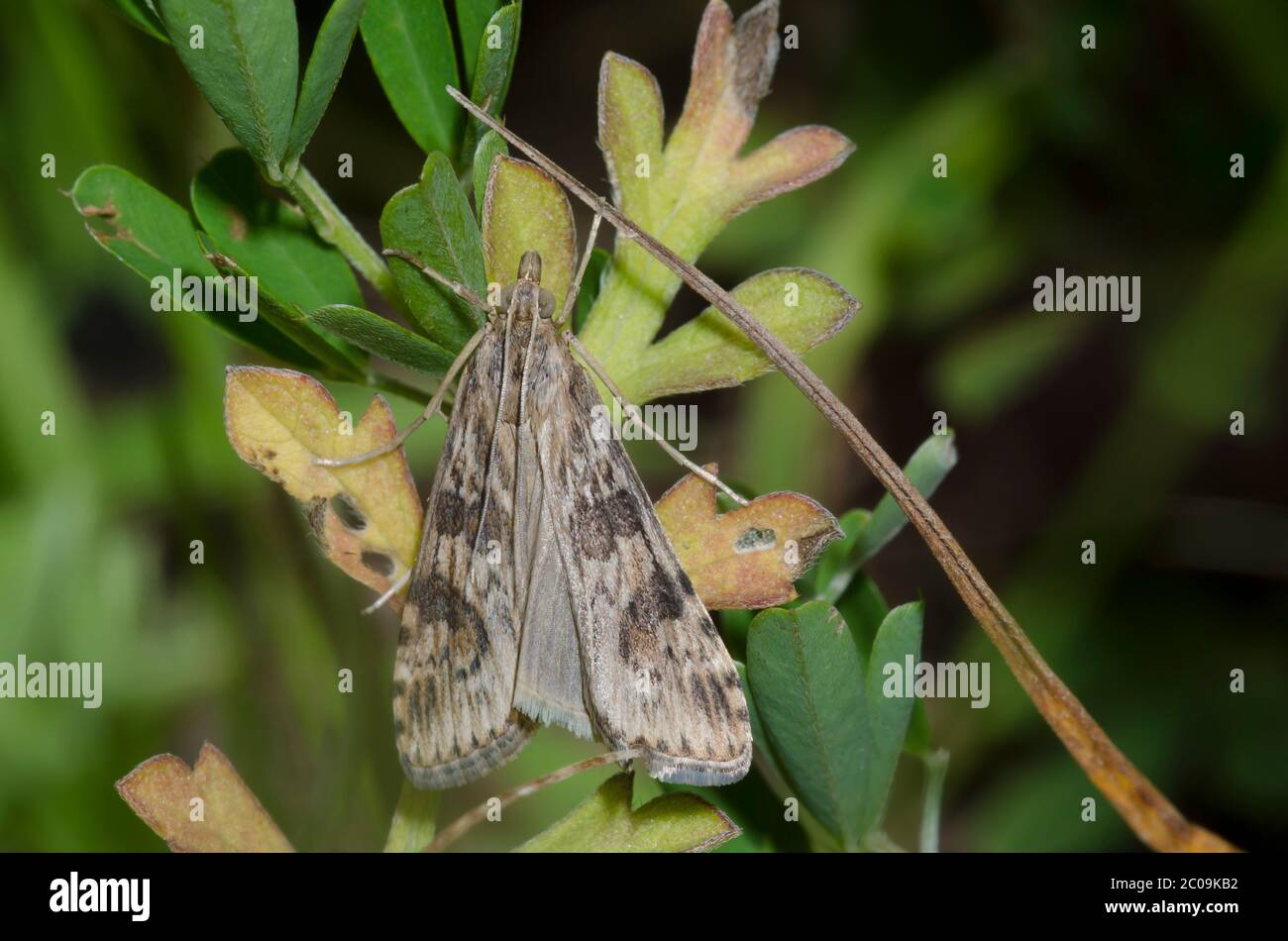 LUCERNE Moth, Nomophila nearctica Stockfoto