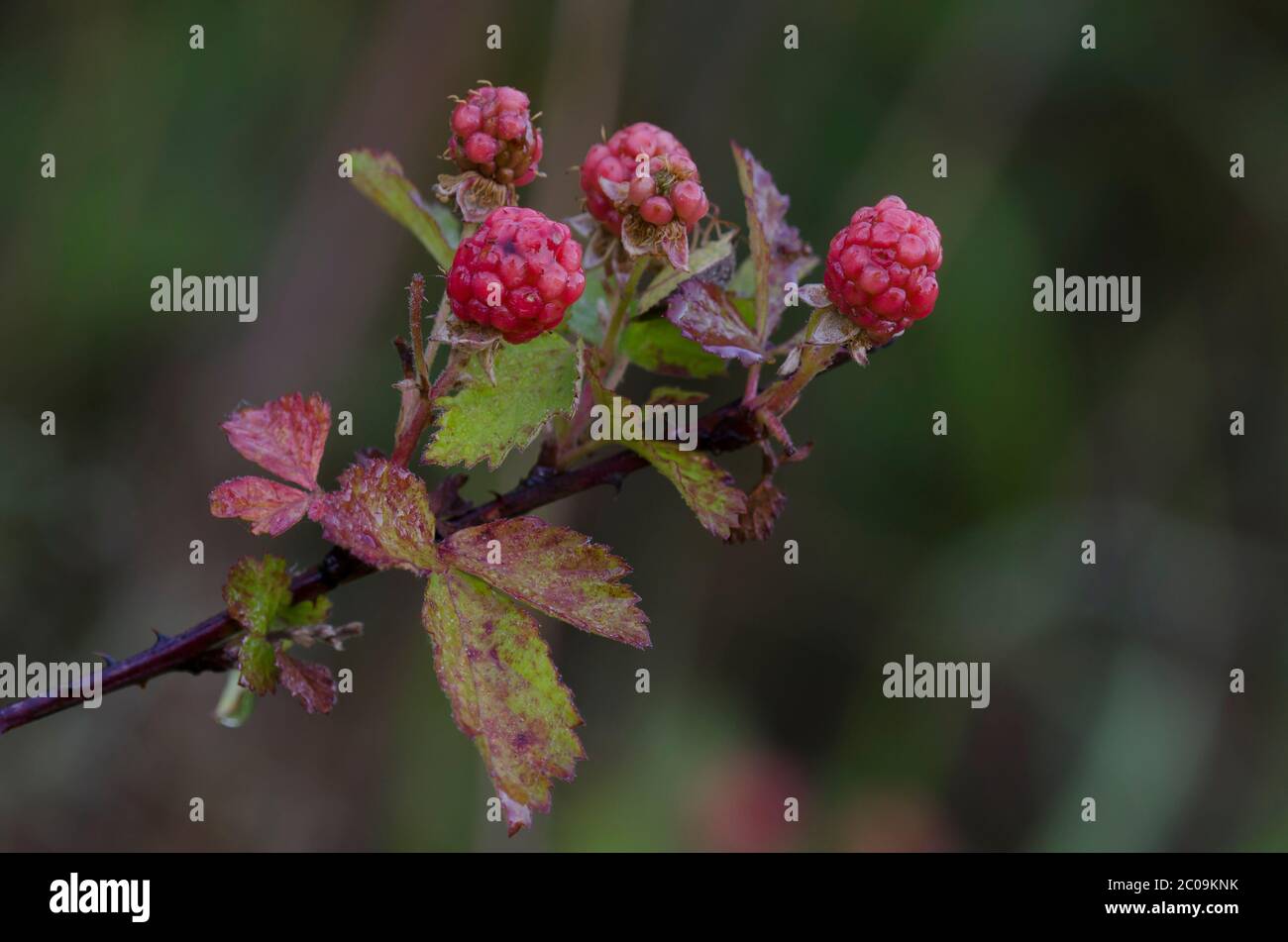 Bramble, Rubus sp., Obst Stockfoto