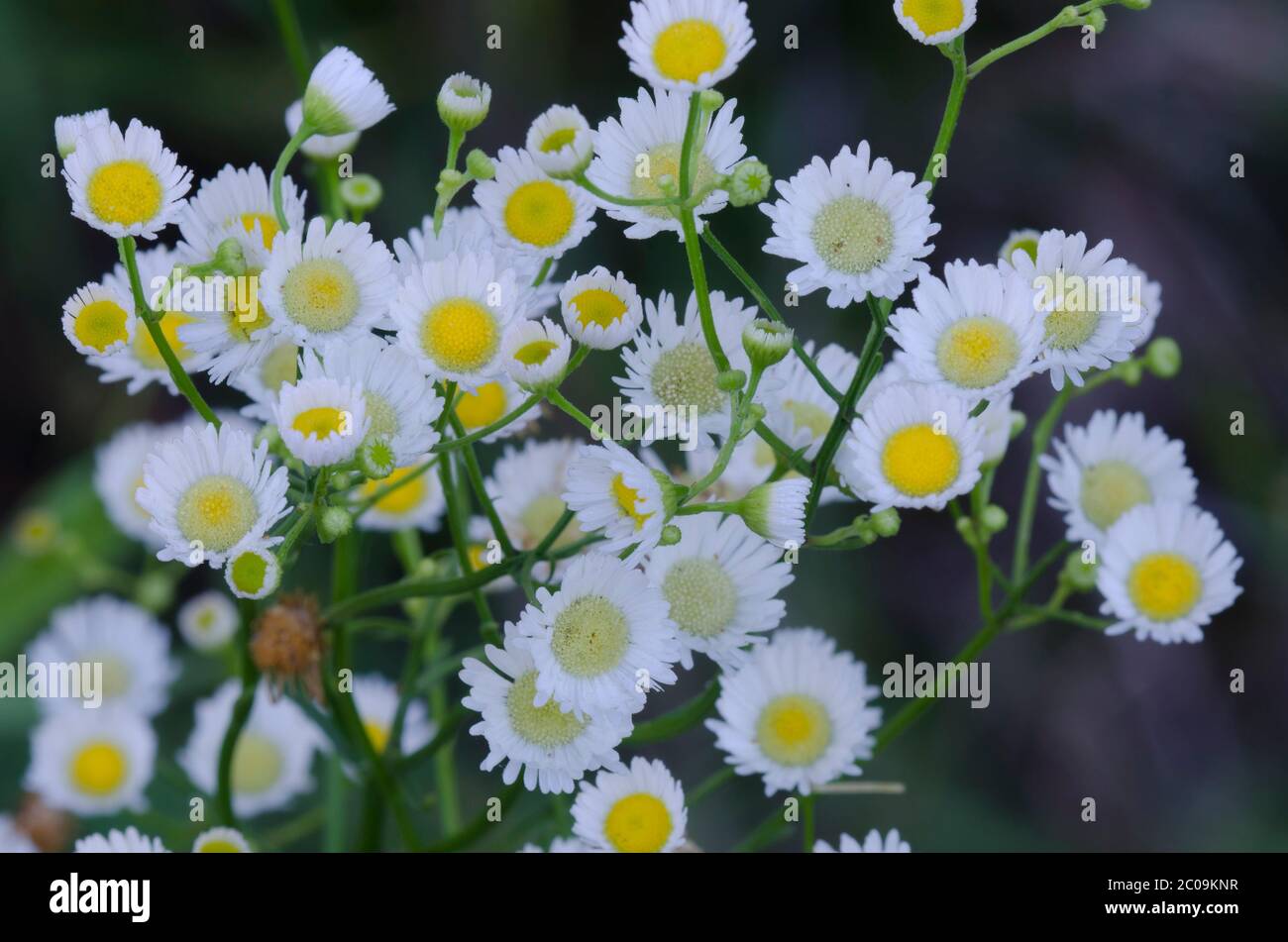 Fleaban, Erigeron sp. Stockfoto