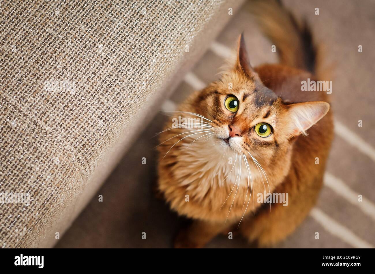 Reinrassige, ruddige somali-Katze, die auf die Kamera starrt. Diese Hauskatze ist sehr smart und macht ein ideales Familienhund. Stockfoto