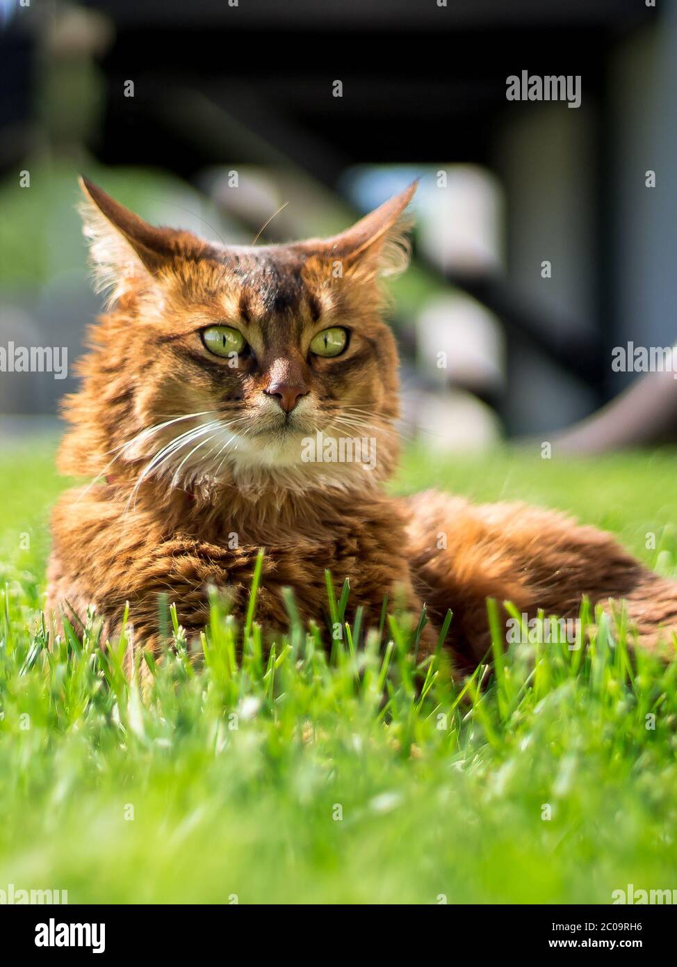 Schöne somali Katze auf dem Gras liegend, Blick in die Ferne. Diese Hauskatze ist sehr smart und macht ein ideales Familienhund. Stockfoto