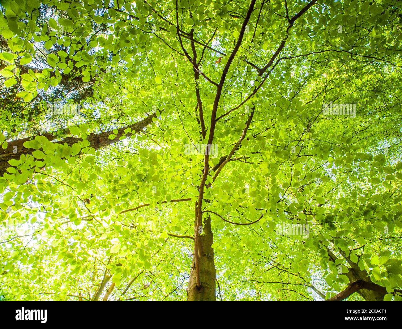 Frühling im Wald. Baum mit grünen Blättern, die von der Sonne beleuchtet sind. Natürliche Hintergrundbilder. Stockfoto
