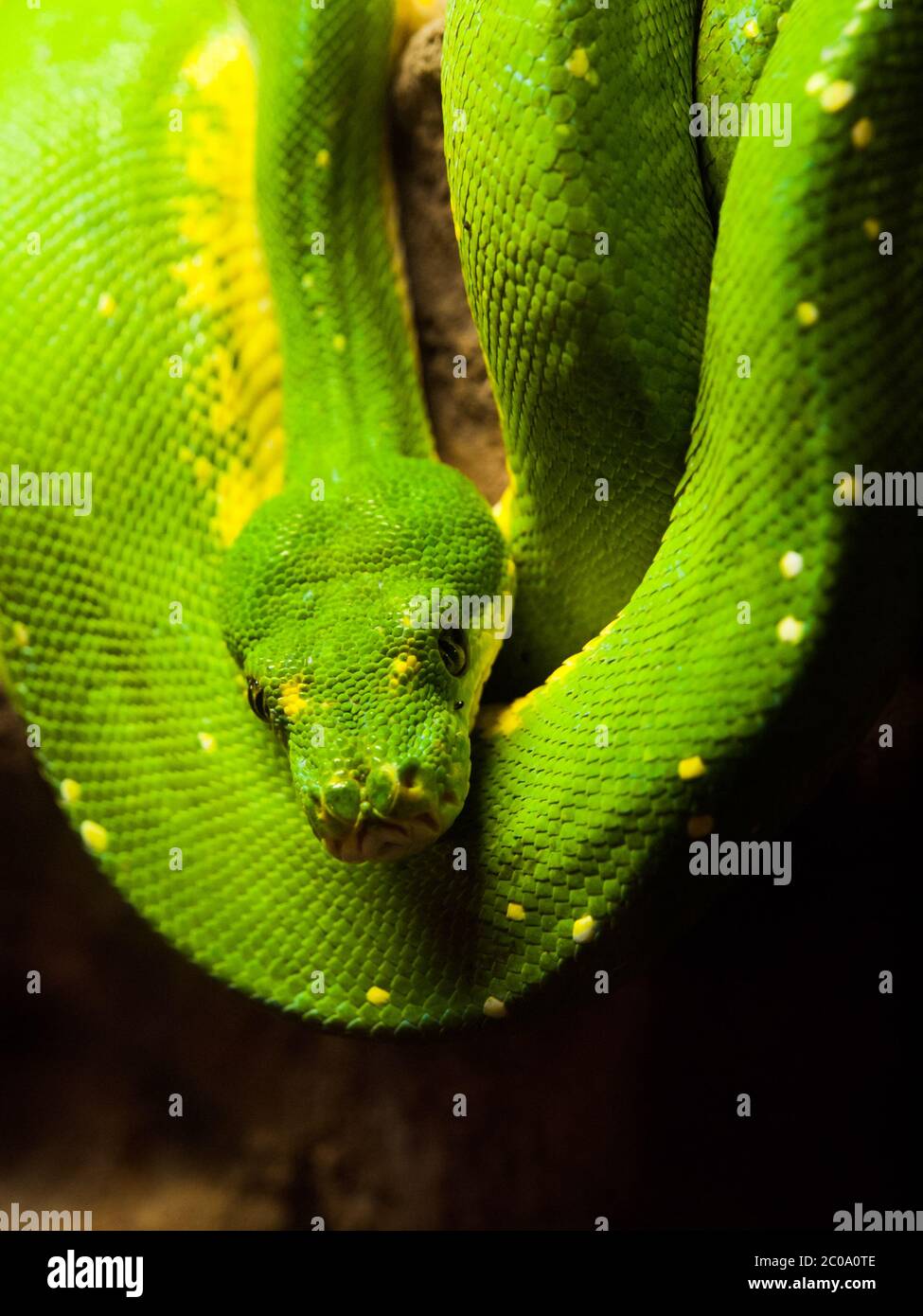 Grüner Baum Python, Morelia viridis. Regenwaldschlange, die am Ast hängt Stockfoto