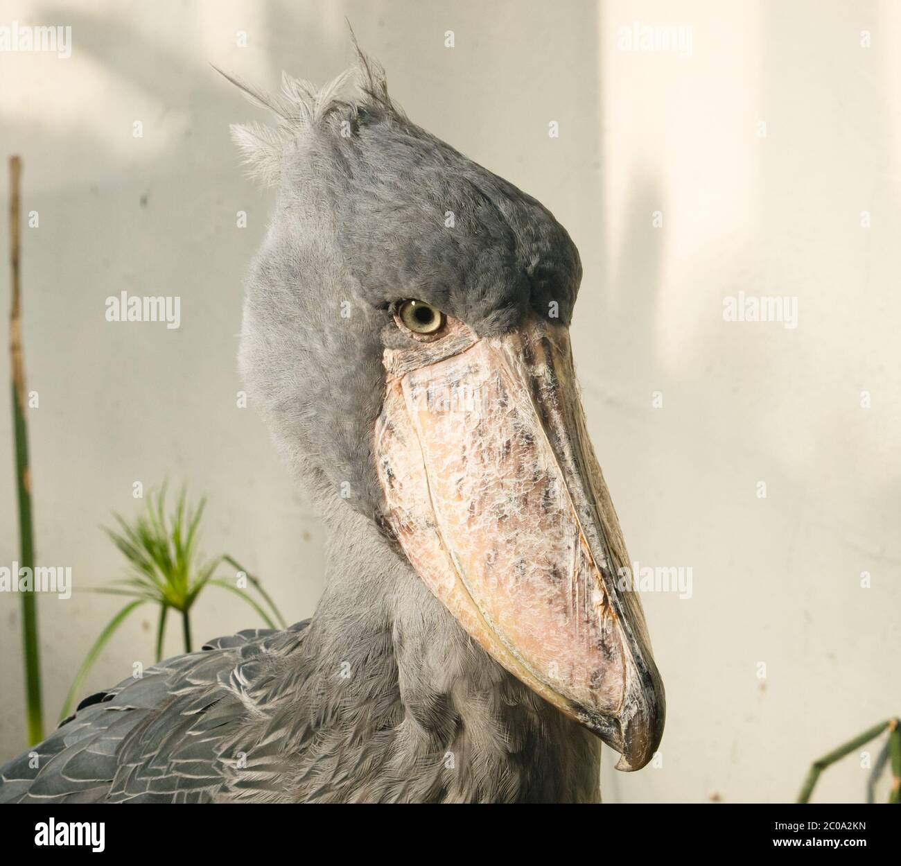 Seltener afrikanischer Walstorch - Balaeniceps rex Stockfoto