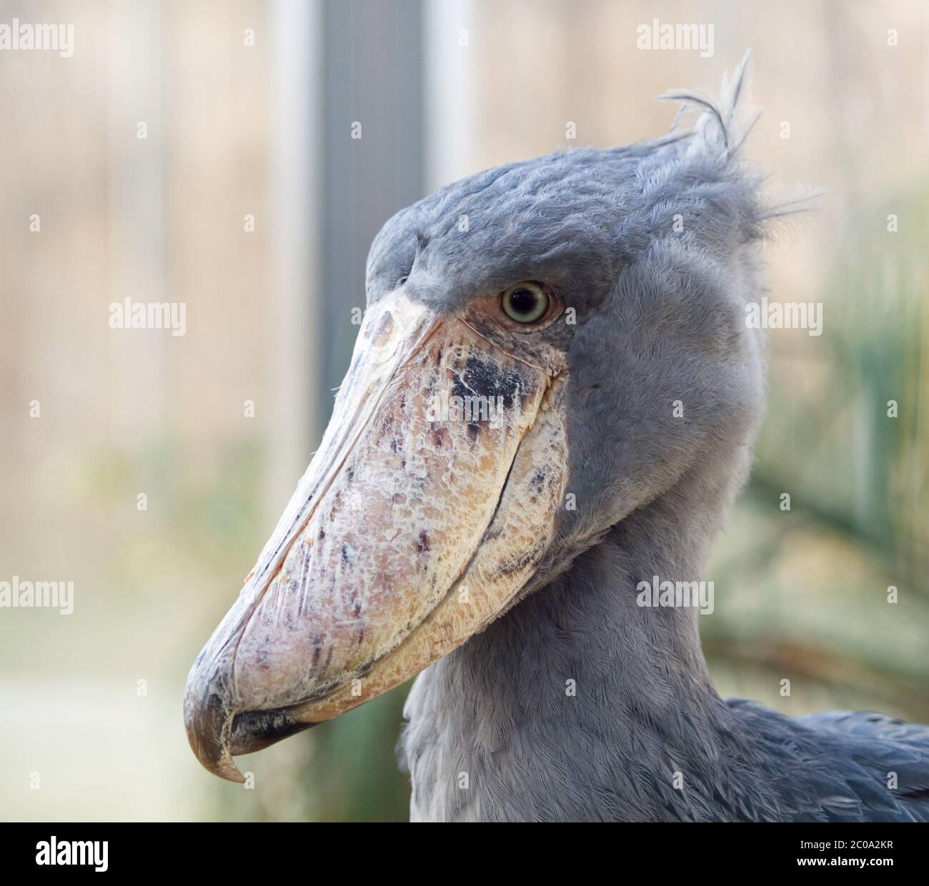 Seltener afrikanischer Walstorch - Balaeniceps rex Stockfoto