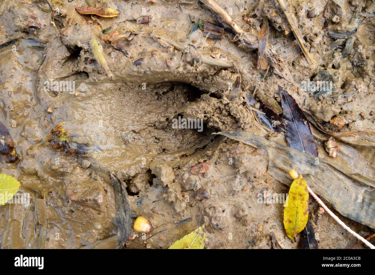 Wildschwein oder zervidierter Tierpfote druckt im Schlamm Stockfoto
