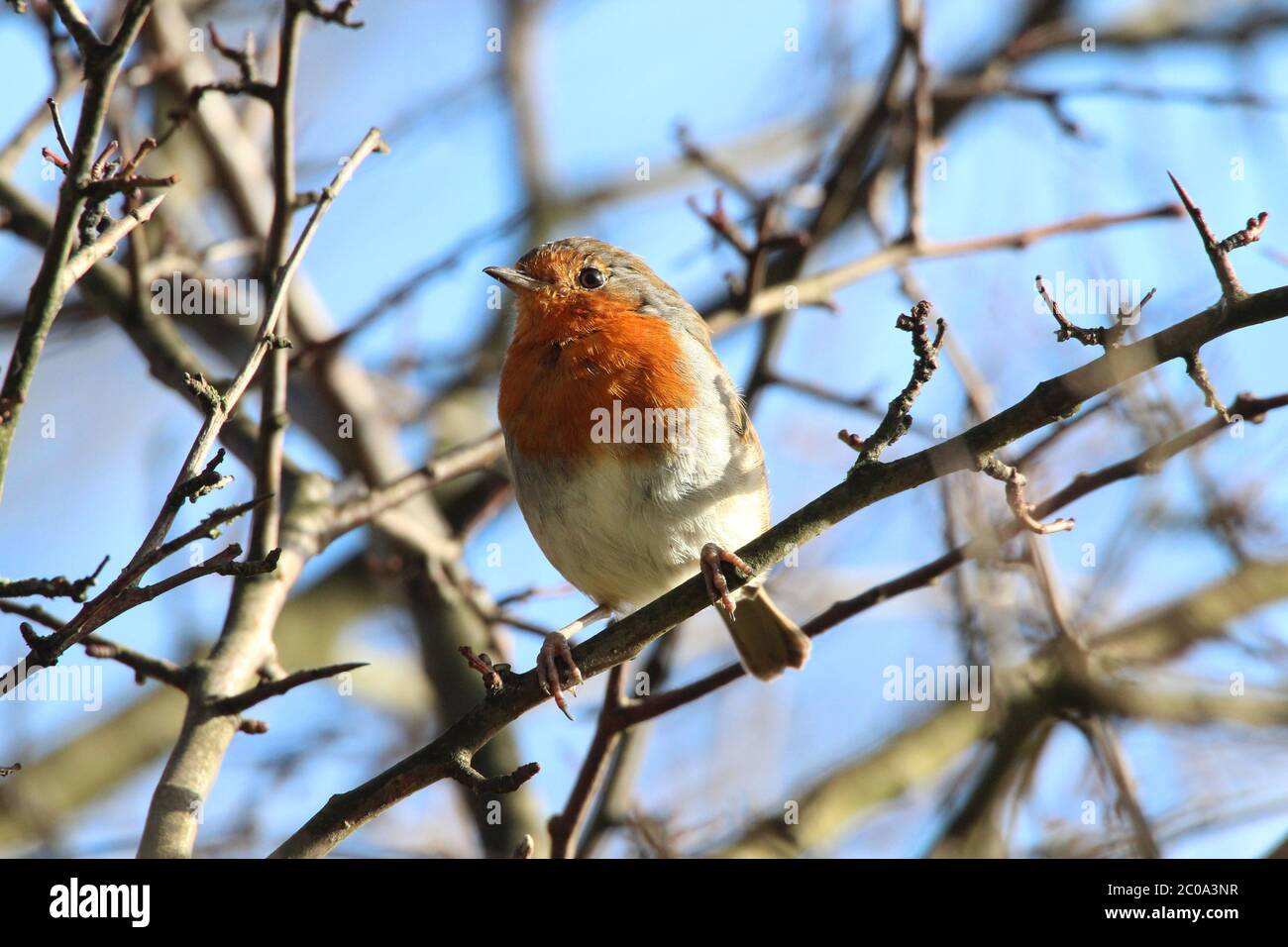 Ein europäischer Robin (Erithacus rubecula), allgemein bekannt als Robin Redbreast, in einem Baum in der Landschaft von Ayrshire Stockfoto