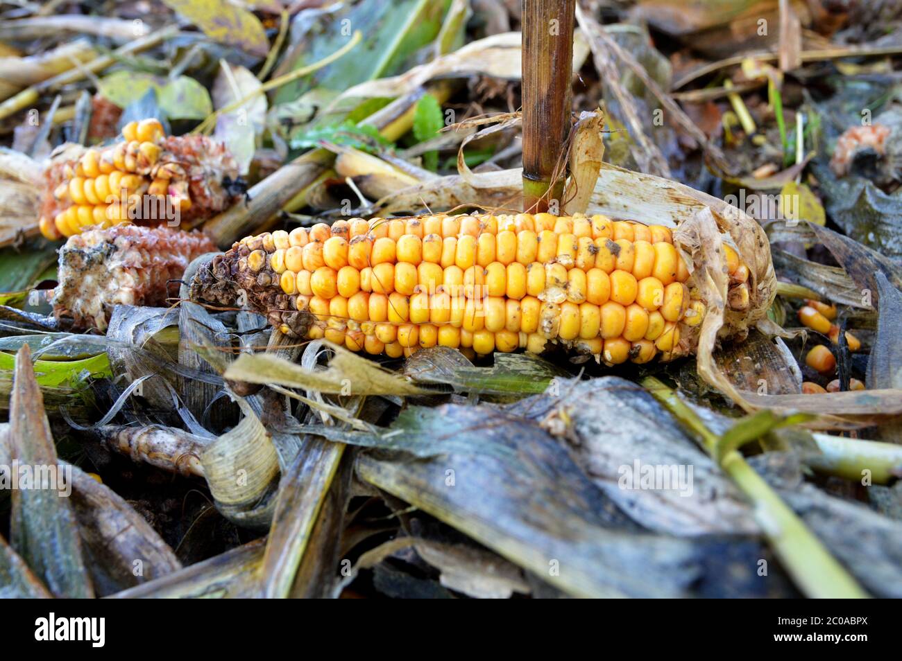 Eine Ähre von Mais oder Maiskolben in einem landwirtschaftlichen Feld von Mais. Stockfoto
