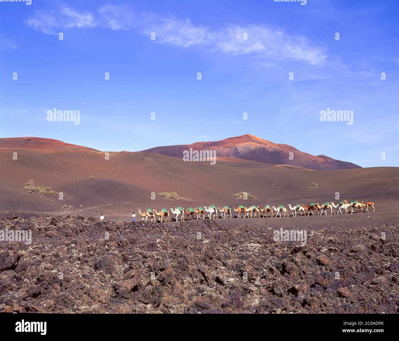 Kamelreiten, Nationalpark Timanfaya, Lanzarote, Kanarische Inseln, Königreich Spanien Stockfoto