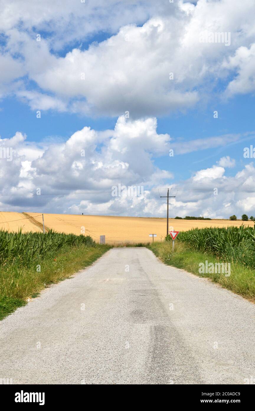 Eine Landstraße mitten in Mais- und Weizenfeldern. Stockfoto
