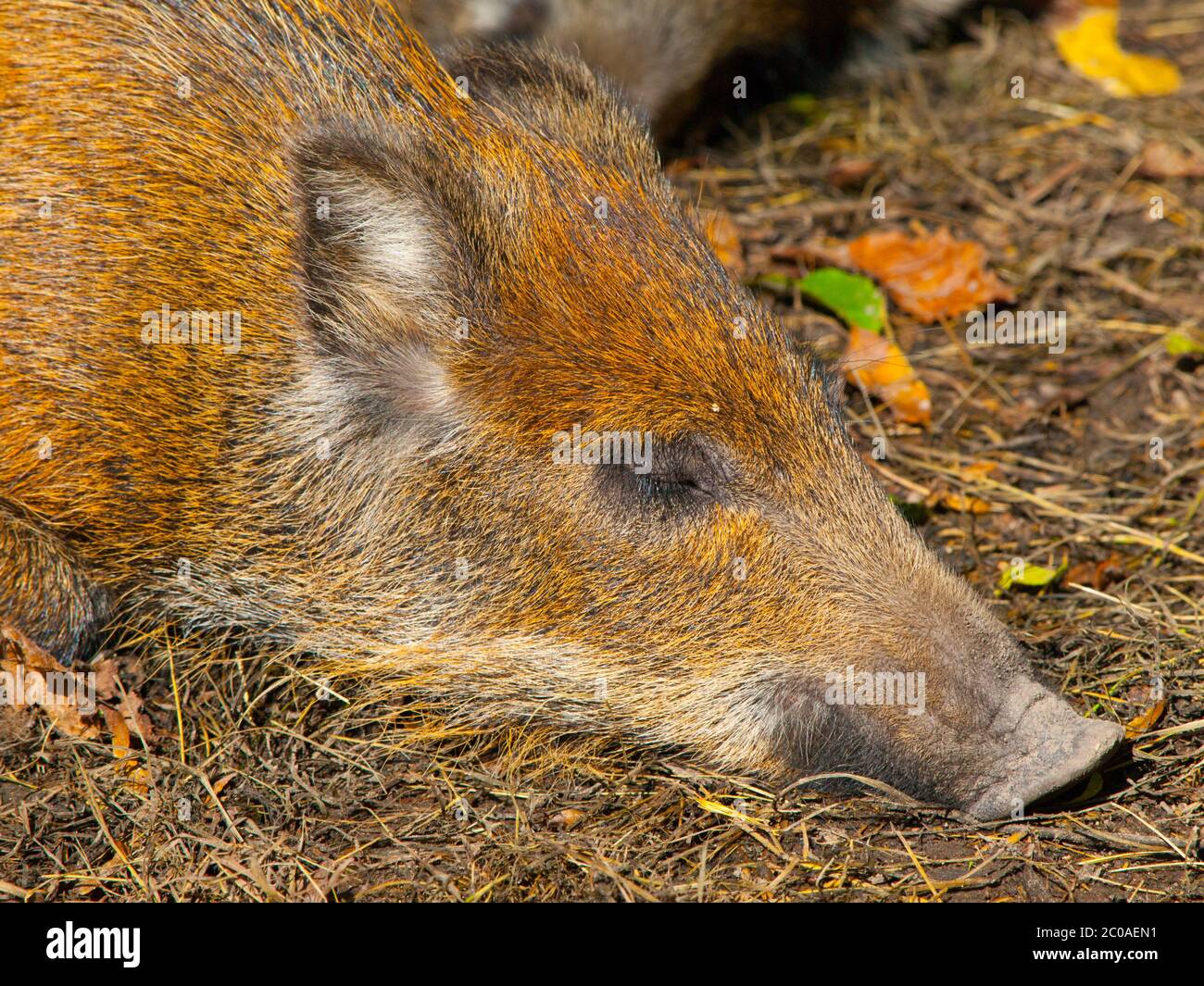 Kopf des liegenden jungen Wildschweins im Wald Stockfoto