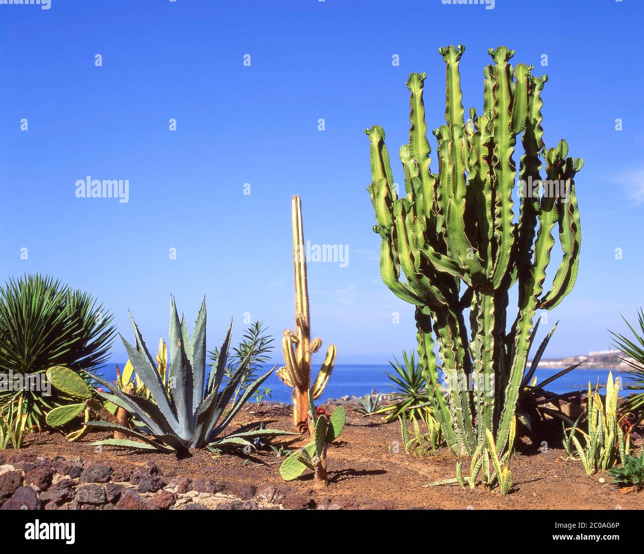 Kakteen Pflanzen, Lanzarote, Kanarische Inseln, Spanien Stockfoto