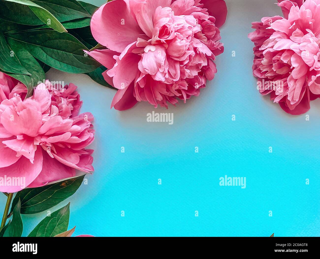 Vorlage aus rosa frischen Pfingstrosen Blumen auf blauem Hintergrund. Floraler natürlicher Hintergrund für Ihre Projekte. Stockfoto