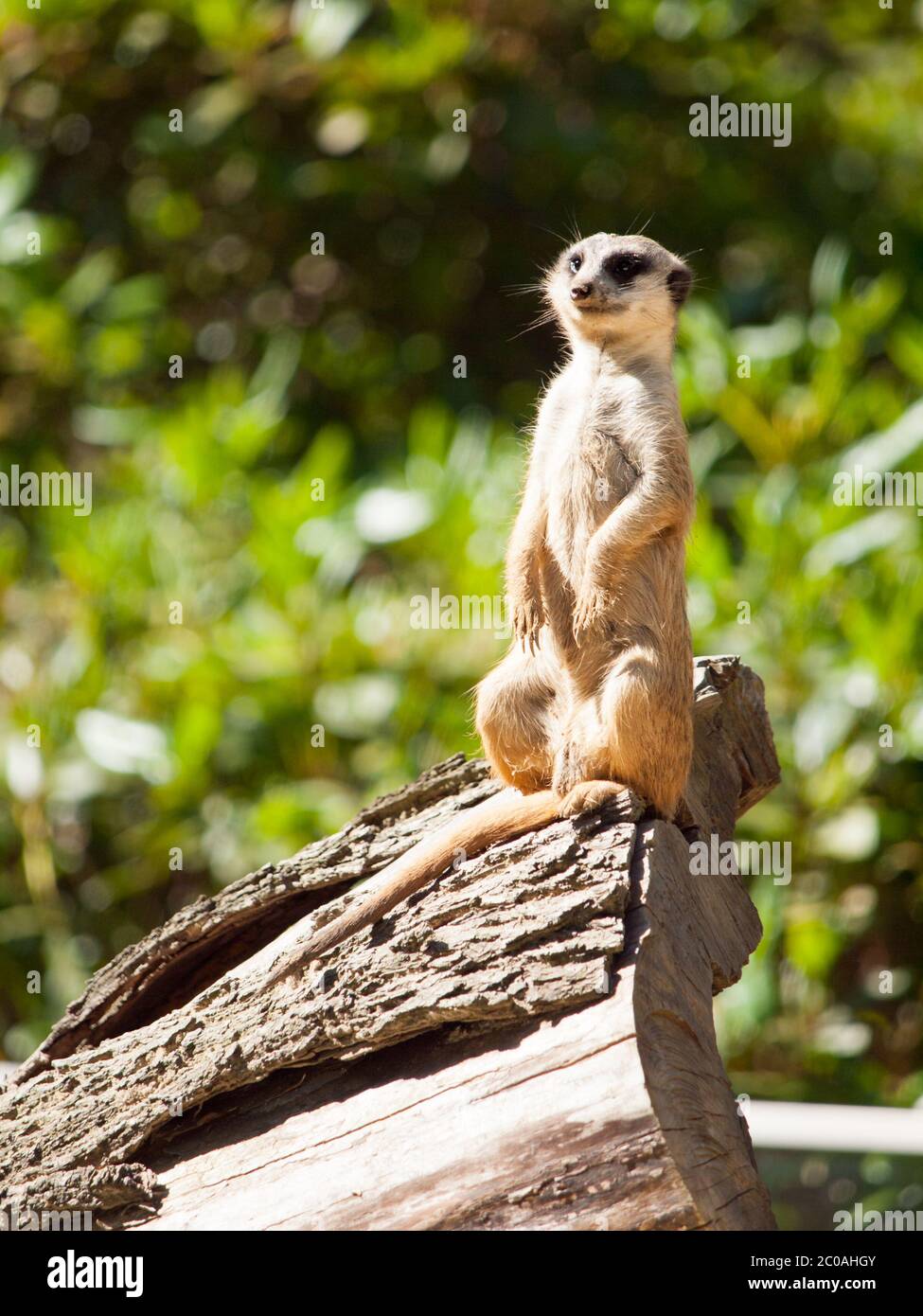 Erdmännchen, auch suricate genannt, sitzen aufrecht auf dem Baumstamm und beobachten sich in Alarmbereitschaft. Stockfoto
