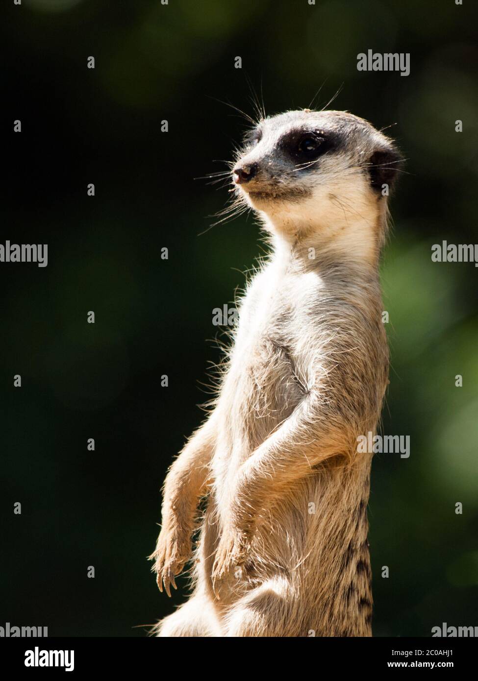 Erdmännchen, alias suricate, als Wache auf der Hut. Kleiner afrikanischer Fleischfresser. Stockfoto