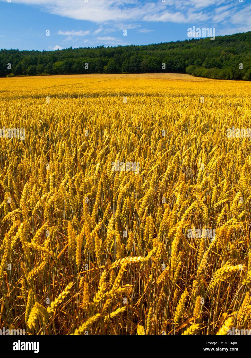 Golden Summer von Getreide unter blauem Himmel Stockfoto