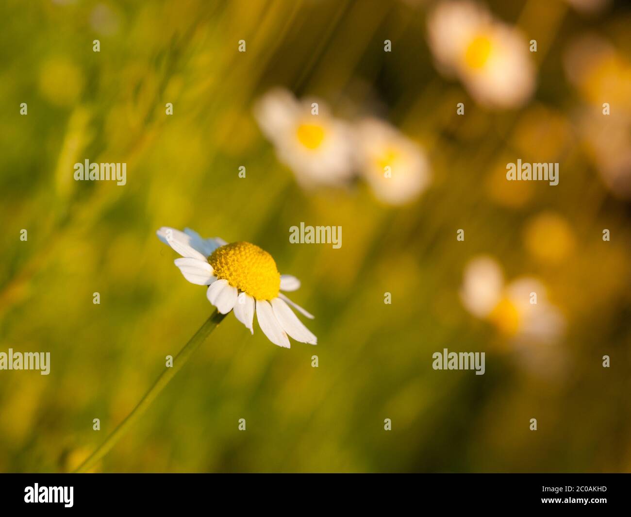 Einsame Gänseblümchen Blume mit grünem Bokeh Hintergrund Stockfoto