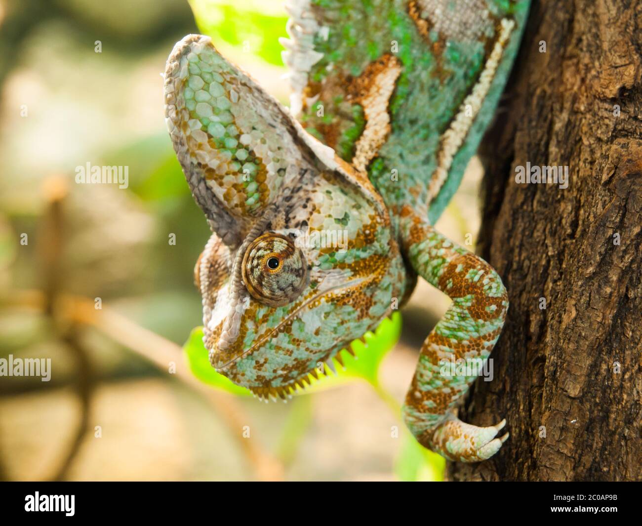 Verschleierte Chamäleon, die den Stamm hinunter, Detailansicht, Chamaeleo calyptratus Stockfoto