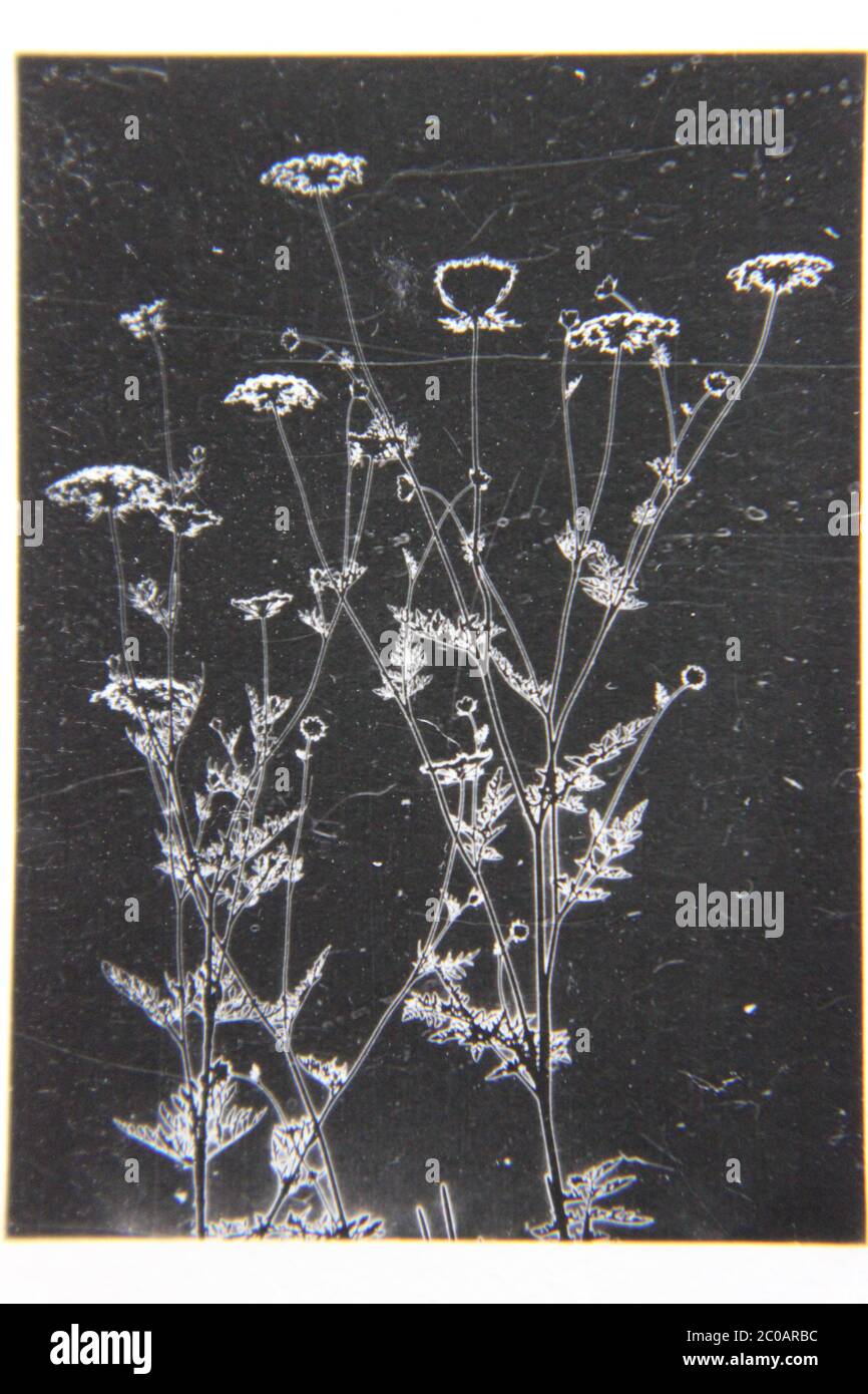 Feine 70er Jahre Vintage schwarz-weiß extreme Fotografie von leuchtenden wilden Blumen in den Feldern blühen. Stockfoto