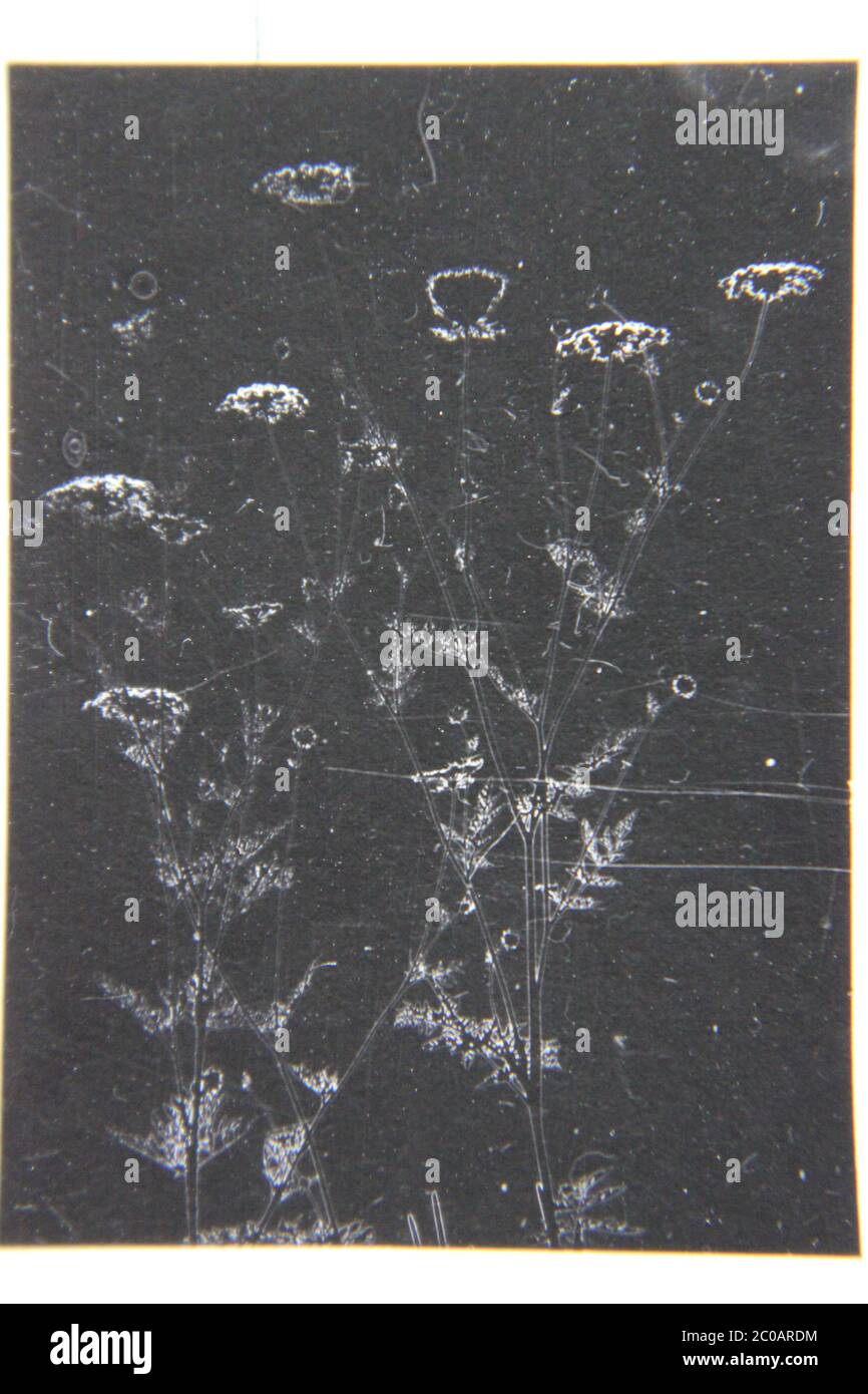 Feine 70er Jahre Vintage schwarz-weiß extreme Fotografie von leuchtenden wilden Blumen in den Feldern blühen. Stockfoto