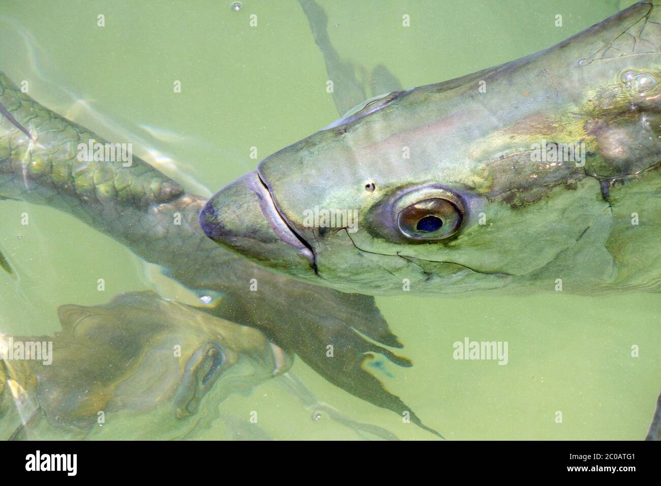 Atlantischer Tarpon (Megalops atlanticus) Stockfoto