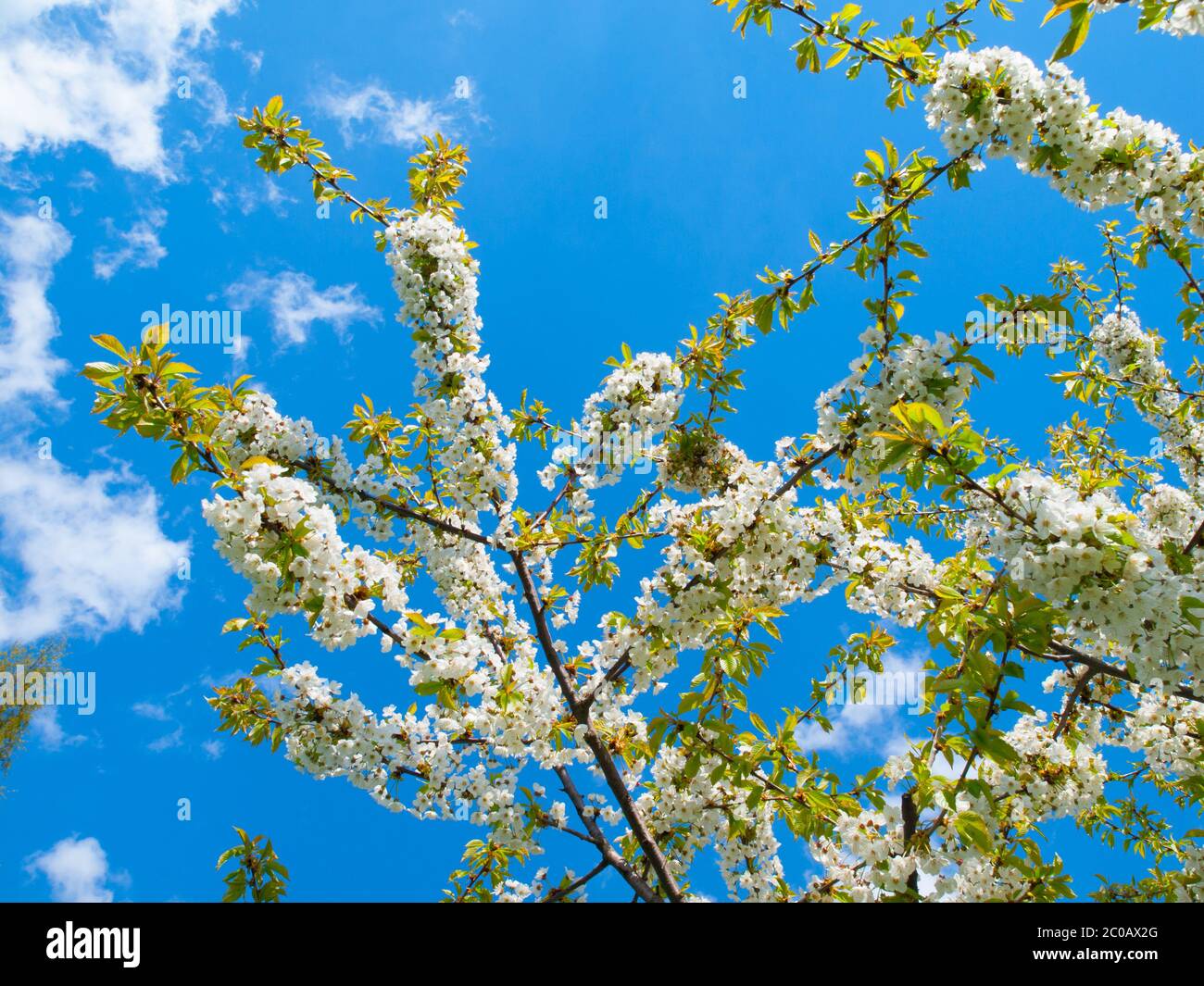 Kirschblüten am blauen Himmel Stockfoto