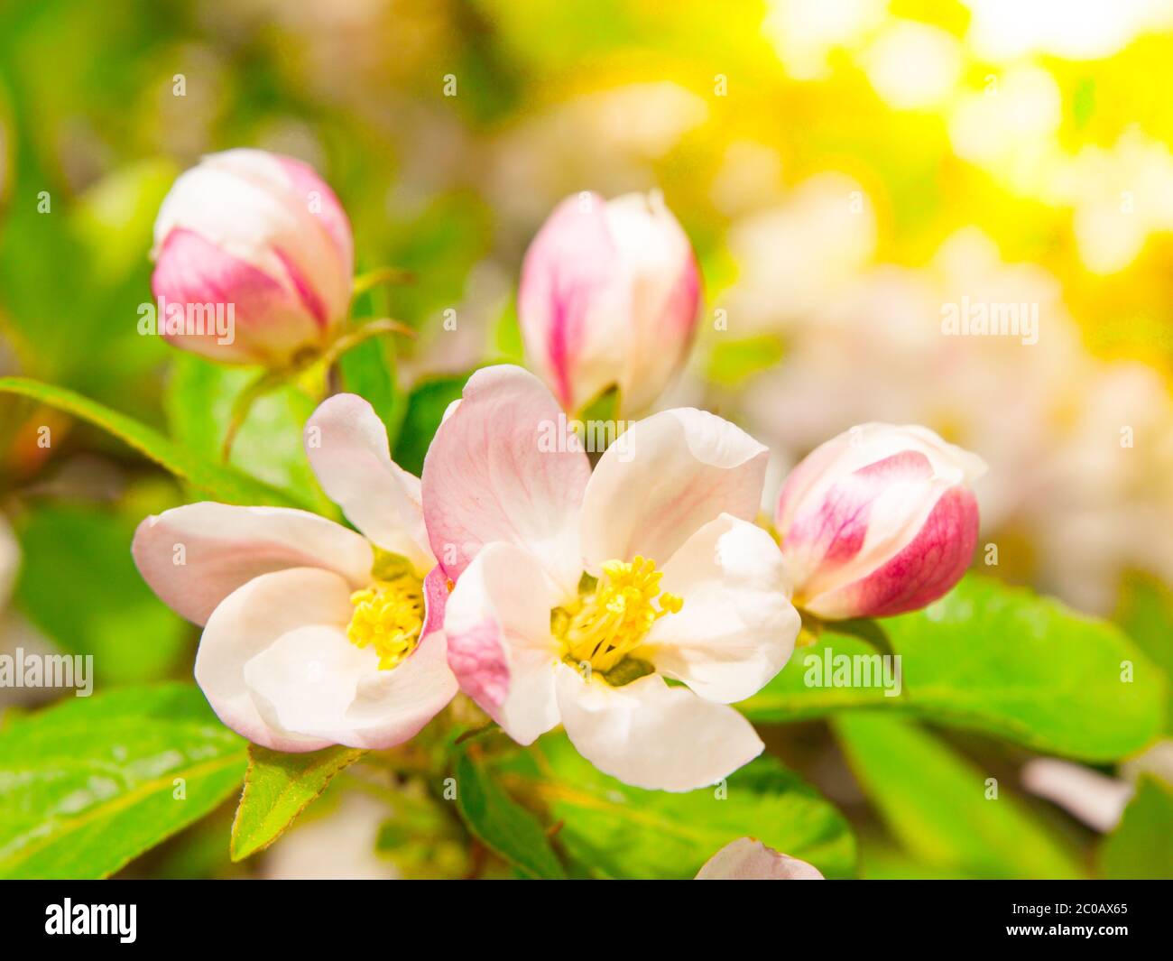 Blumen der Kirschblüten an einem Frühlingstag Stockfoto