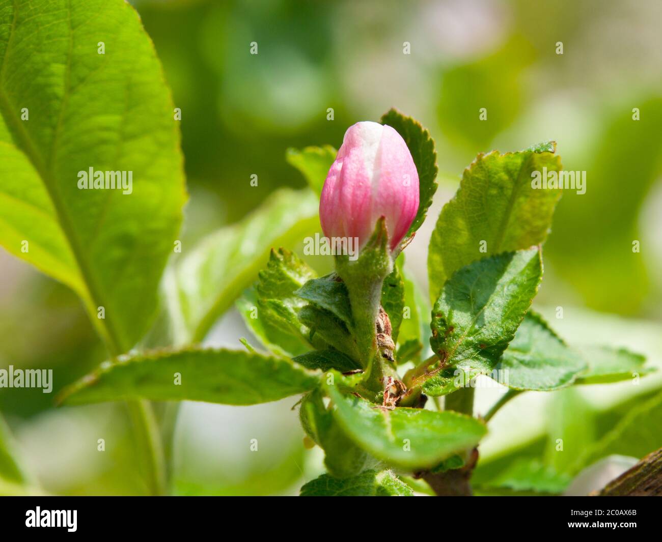 Rosa Kirschbaumknospen mit grünem Hintergrund an einem Frühlingstag Stockfoto