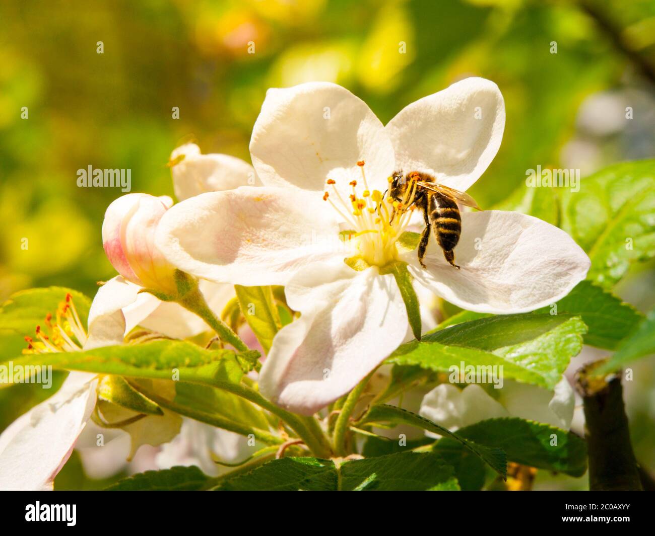 Biene auf einer weißen Kirschblüte am sonnigen Frühlingstag. Nahaufnahme. Stockfoto