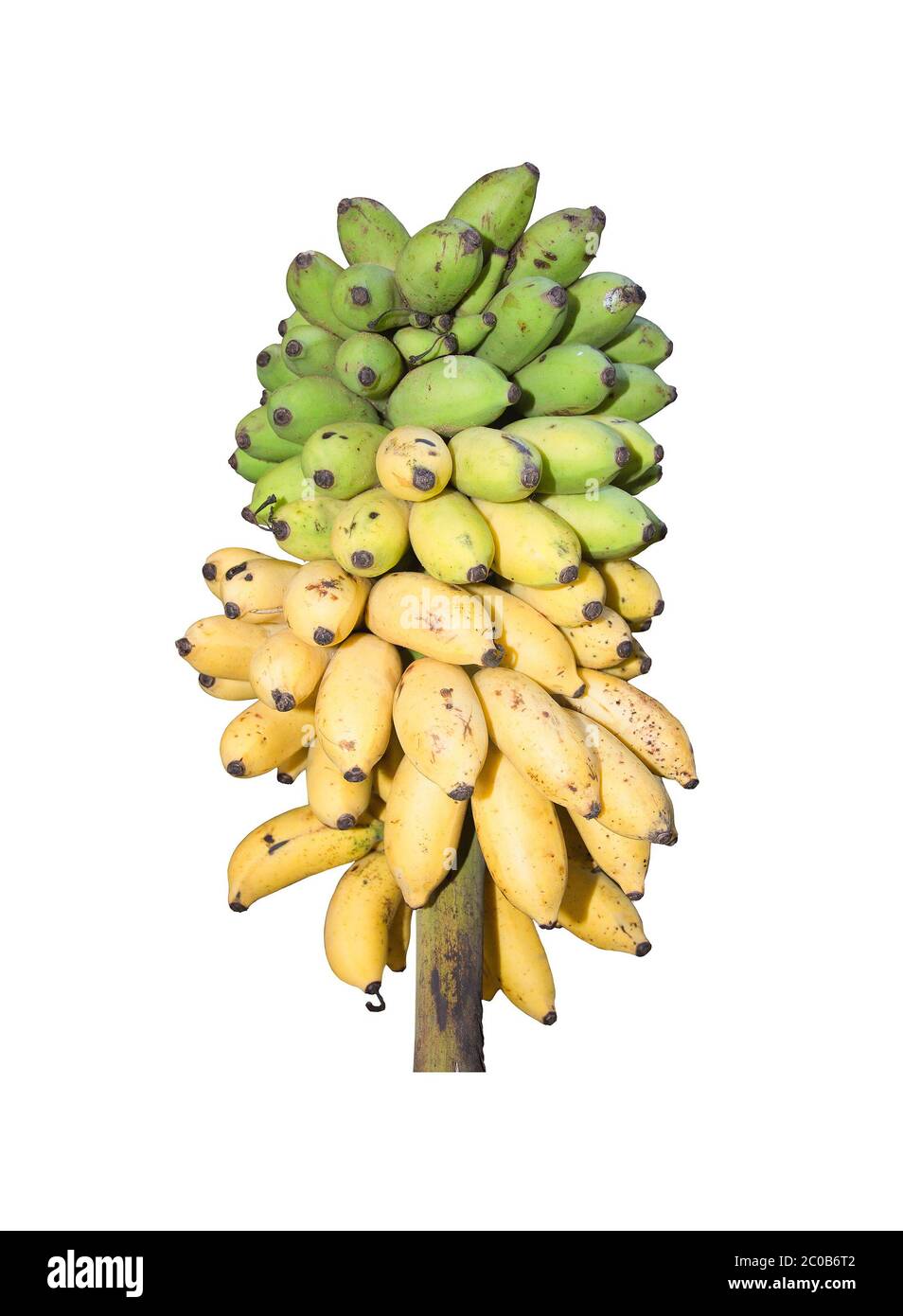Frische Bananen reifen von grün bis gelb Stockfoto