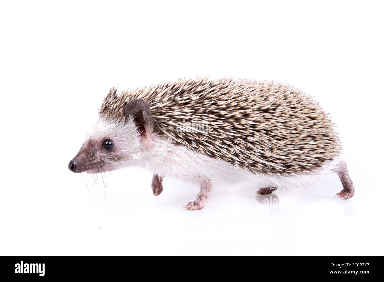 Igel Stockfoto