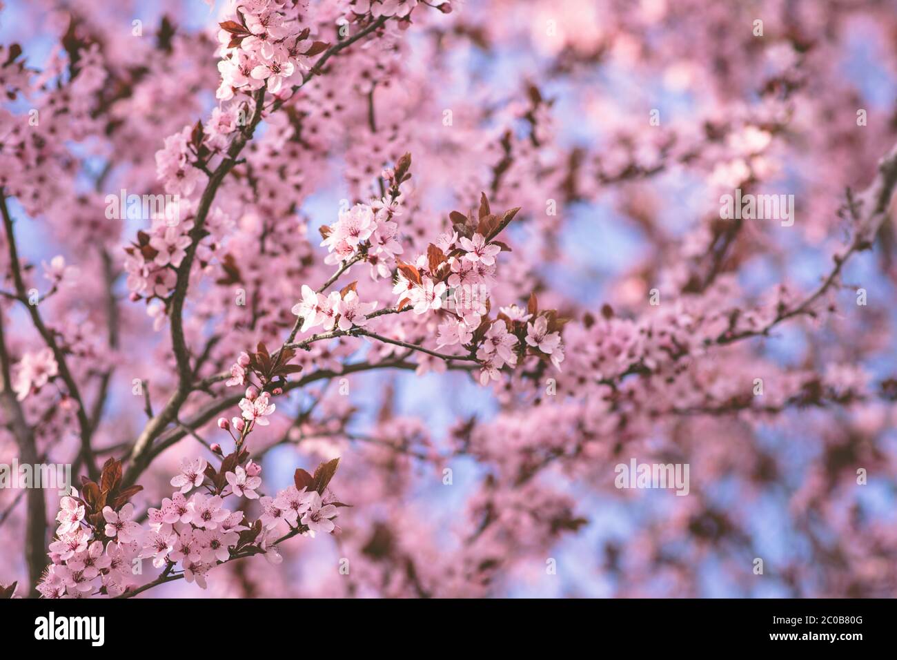 Kirschblüten gegen EINEN Hintergrund des blauen Himmels Stockfoto