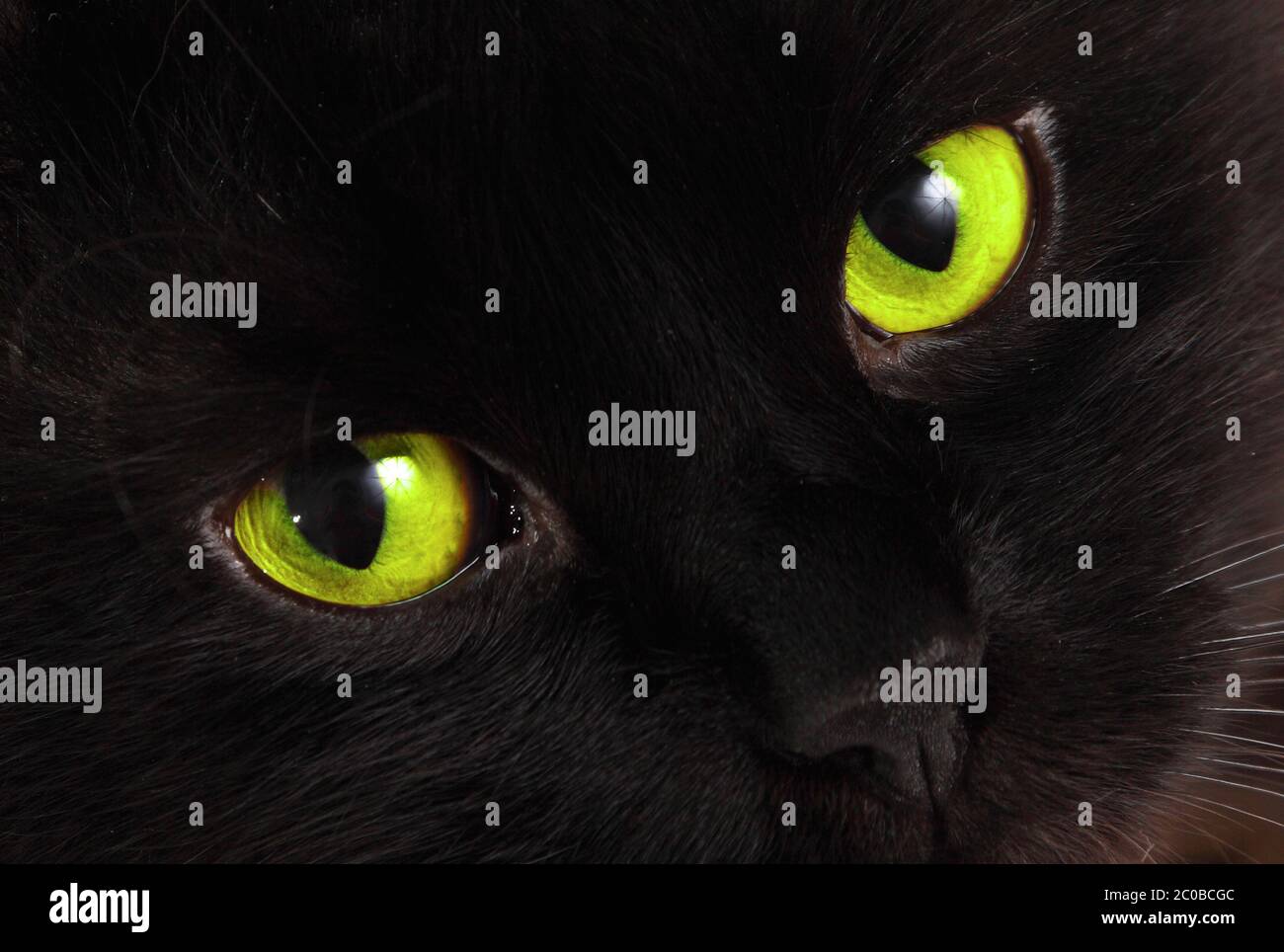 Schwarze Katze schaut Sie mit leuchtend grünen Augen an Stockfoto