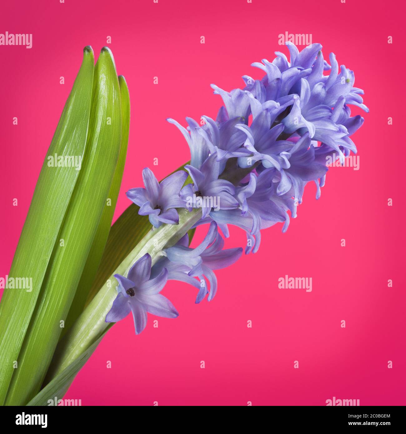 Blaue Hyazinthe Stockfoto