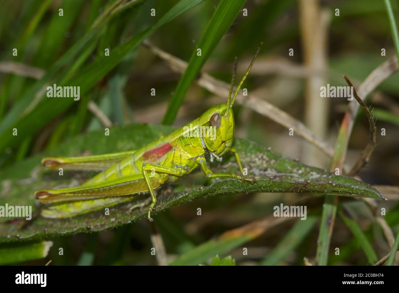 Grasshopper mit roten Flügeln Stockfoto
