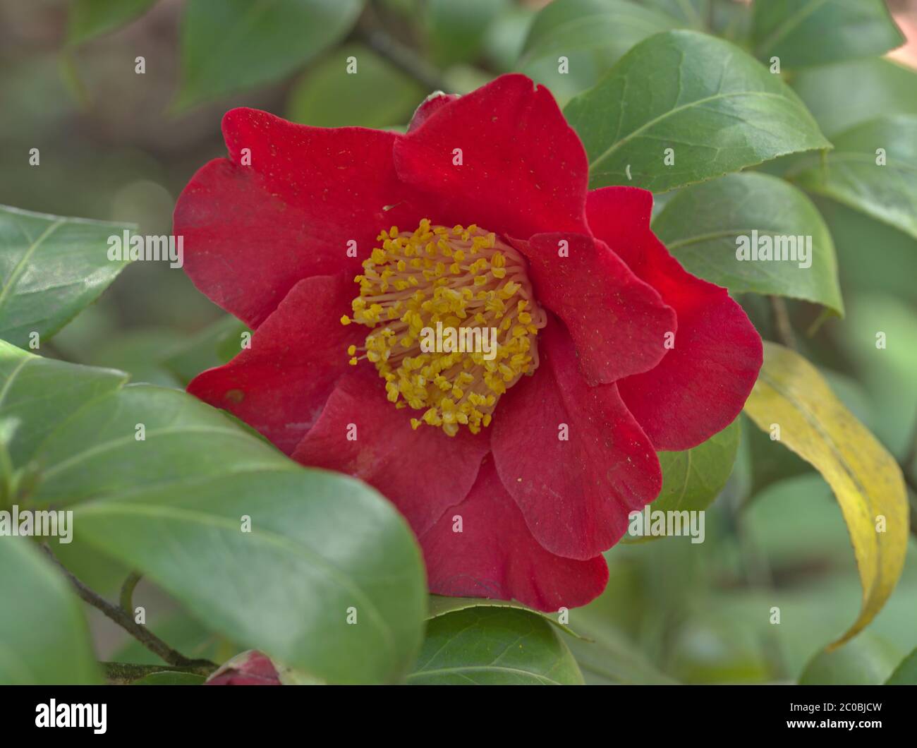 Nahaufnahme der roten Kamelie japonica. Theaceae camellia japonica - Mathotiana Supreme. Stockfoto
