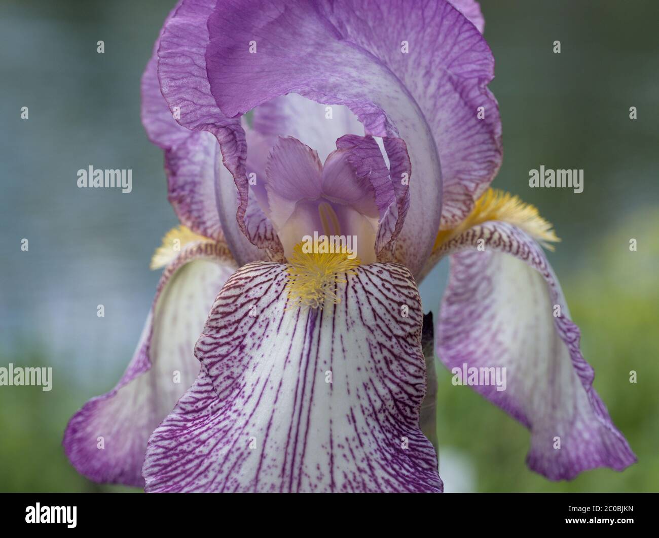 Nahaufnahme der isolierten irisalienzen. Iridaceae Iris Alizes auch als große bärtige Iris bekannt. Stockfoto