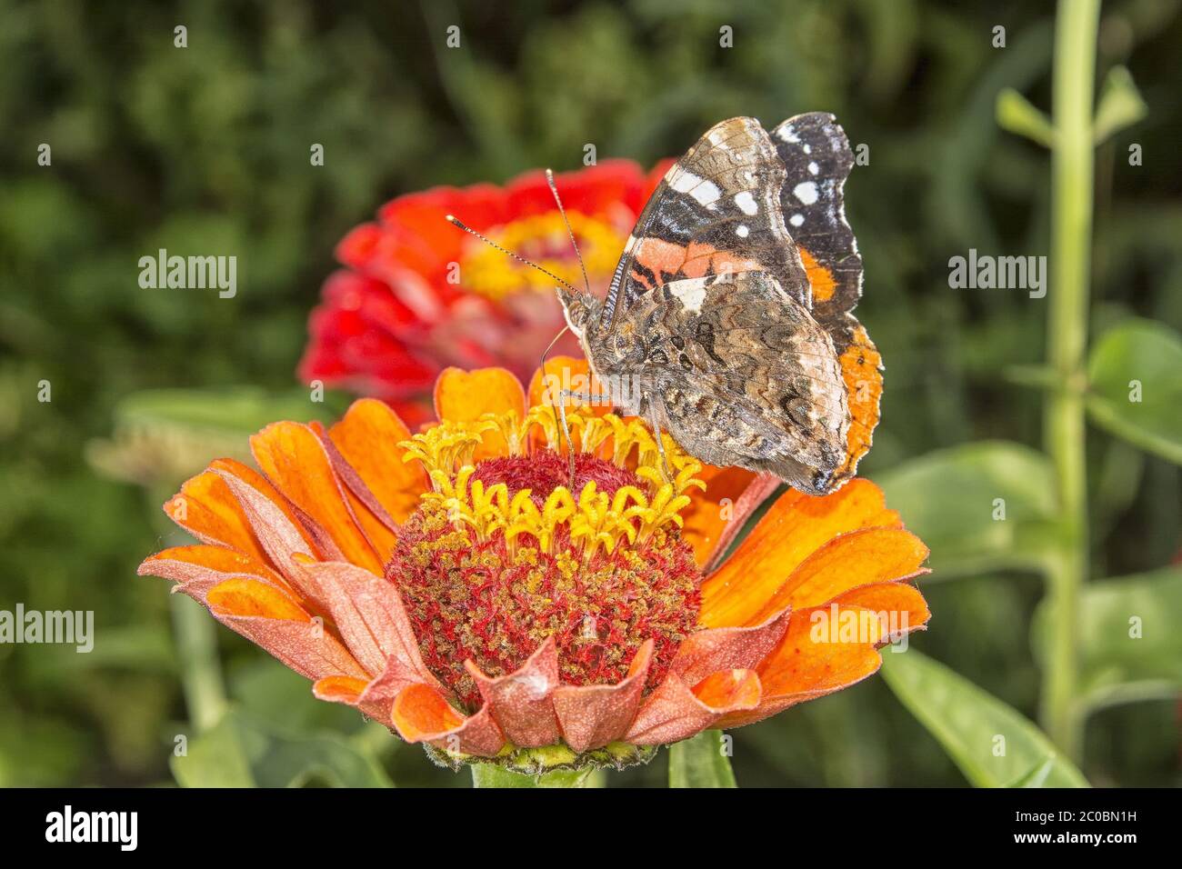 Schmetterling auf eine rote Blume mit einem schönen Hintergrund. Stockfoto