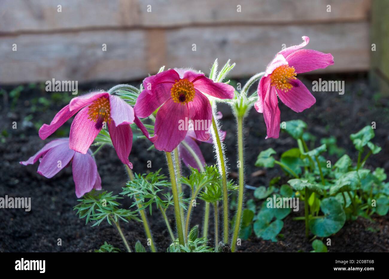 Pulsatilla vulgaris Rubra oder Pasque Blume mit roten Blüten im frühen Frühjahr. Eine klumpenbildende dubify mehrjährige, die voll winterhart ist. Stockfoto