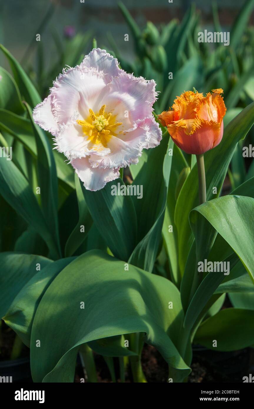 Zwei tulipa eine rosa und eine orange der einzelnen umrandeten Mitte bis spät Frühling blühenden Tulpe, die zur umrandeten Gruppe der Tulpen Division 7 gehört. Stockfoto