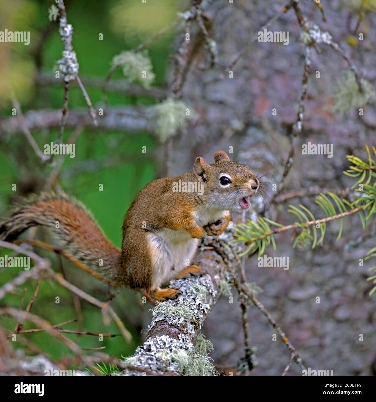 Junge rote Eichhörnchen auf Baum Ast sitzen, rufen Stockfoto