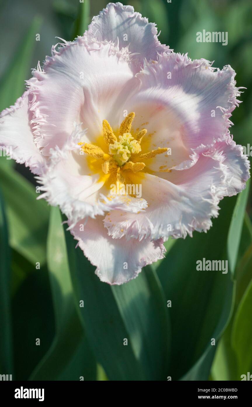 Nahaufnahme zeigt das Stigma und das Staubgefäß einer einzelnen, von Mitte bis Ende Frühling umsäumten Tulpe, die zur umsäumten Gruppe der Tulpen-Division 7 gehört. Stockfoto
