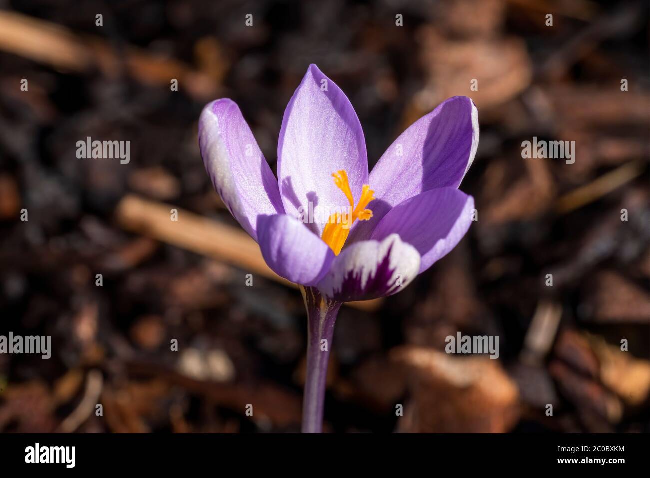 Crocus chrysanthus 'Spring Beauty' eine purpurne Frühlingsblüte Stockfoto