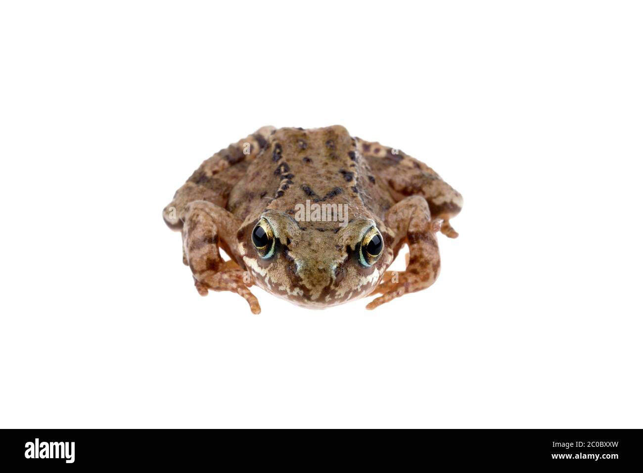 Brauner europäischer Frosch auf weißem Hintergrund Stockfoto