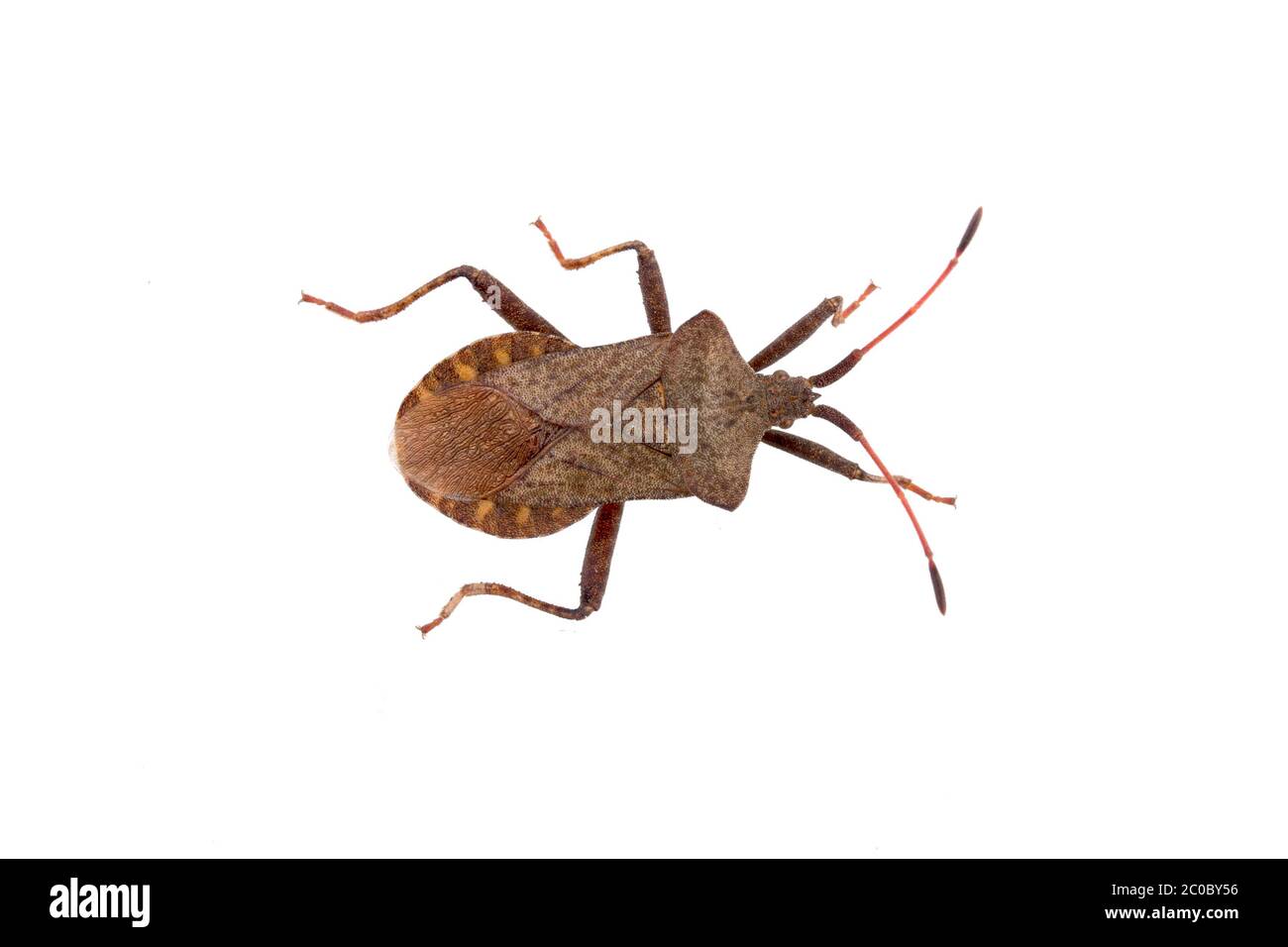 Dock Bug auf einem weißen Hintergrund Stockfoto