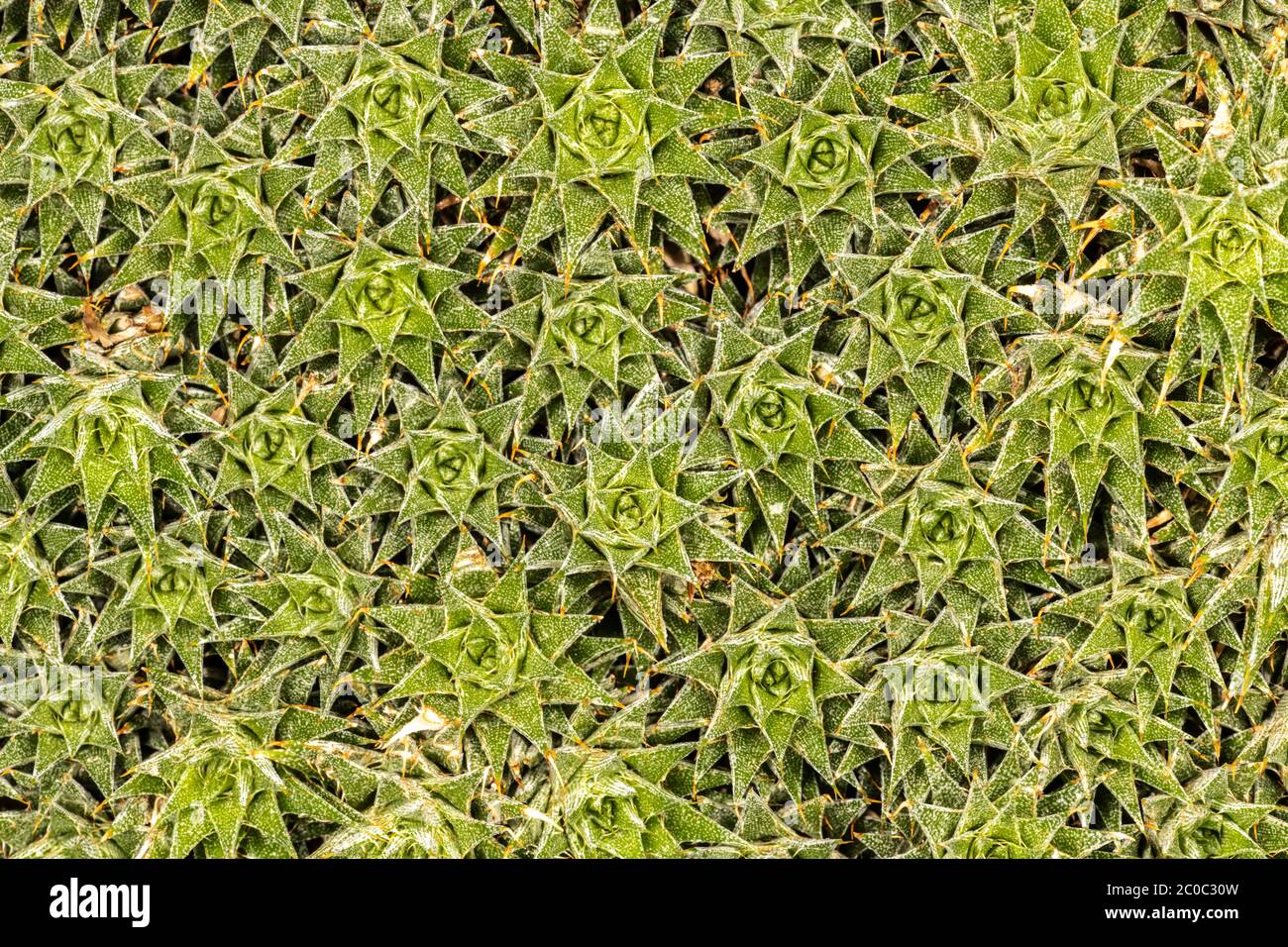 Bromelia (Abromeitiella brevifolia) Stockfoto